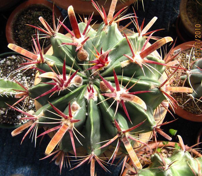 Ferocactus latispinus var. latispinus